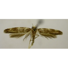 /filer/webapps/moths/media/images/P/pentagama_Eteobalea_PT843_TMSA_01.jpg