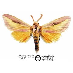 /filer/webapps/moths/media/images/X/xanthopis_Leucophlebia_HT_NHMUK.jpg
