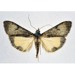 /filer/webapps/moths/media/images/G/gilvata_Uresiphita_A_NHMO.jpg