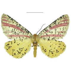 /filer/webapps/moths/media/images/S/smithi_Nothabraxas_PTF_ANHRT_01.jpg