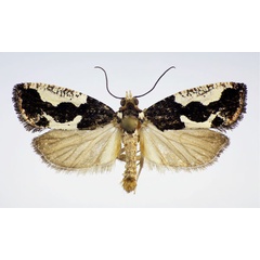 /filer/webapps/moths/media/images/C/coronana_Neaspasia_PT_NHMO.jpg