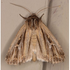 /filer/webapps/moths/media/images/A/atavistis_Aspidifrontia_A_Heyns_02.jpg