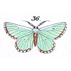 /filer/webapps/moths/media/images/S/saliata_Racheospila_HT_Felder_1875_127-36.jpg