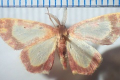 Chrysocraspeda vitrata