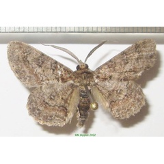 /filer/webapps/moths/media/images/A/acaciaria_Cleora_AM_Bippus_01.jpg