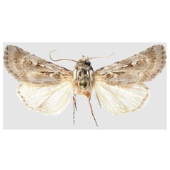 /filer/webapps/moths/media/images/A/aistleitneri_Agrotis_HT_MWM.jpg