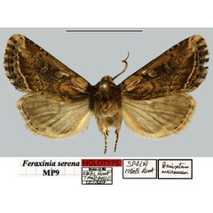 /filer/webapps/moths/media/images/S/serena_Feraxinia_HT_MNHNa.jpg