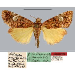 /filer/webapps/moths/media/images/M/monorbis_Lithacodia_HT_MNHN.jpg