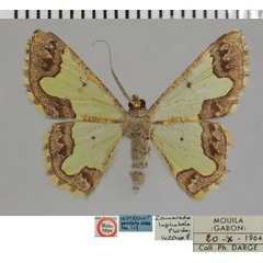 /filer/webapps/moths/media/images/L/lophobela_Zamarada_HT_ZSMa.jpg