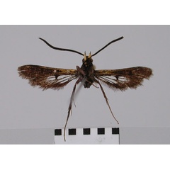 /filer/webapps/moths/media/images/D/dracomontana_Cabomina_HT_ZSM_01.jpg