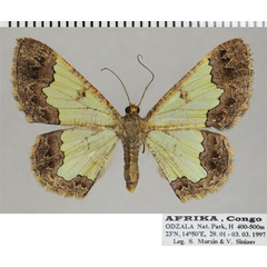 /filer/webapps/moths/media/images/C/crystallophana_Zamarada_AF_ZSM.jpg