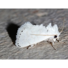 /filer/webapps/moths/media/images/L/lactea_Jordaniana_A_Roland_03.jpg