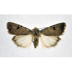 /filer/webapps/moths/media/images/A/atriluna_Caradrina_A_NHMO.jpg