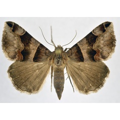 /filer/webapps/moths/media/images/A/angularis_Caranilla_A_NHMO.jpg