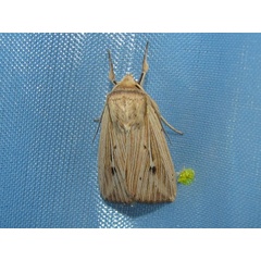 /filer/webapps/moths/media/images/P/pinna_Leucania_A_Goff.jpg