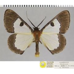 /filer/webapps/moths/media/images/D/dolorosa_Zamarada_PTM_ZSMa.jpg