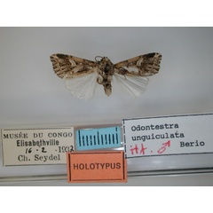 /filer/webapps/moths/media/images/U/unguiculata_Odontestra_HT_RMCA.jpg