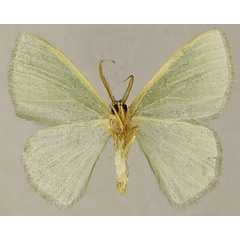 /filer/webapps/moths/media/images/P/pedicata_Prasinocyma_AM_ZSMb.jpg