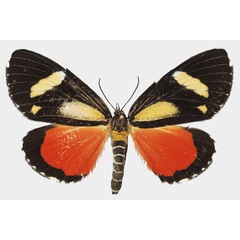 /filer/webapps/moths/media/images/A/agaristoides_Phaegorista_AF_Basquina.jpg