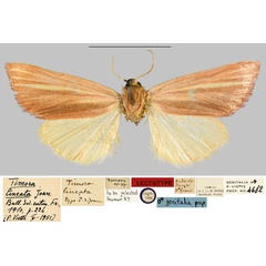 /filer/webapps/moths/media/images/L/lineata_Timora_LT_MNHNa.jpg