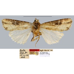 /filer/webapps/moths/media/images/S/sicca_Axylia_HT_MNHN.jpg