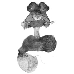 /filer/webapps/moths/media/images/T/takanoi_Palaeugoa_GFPT_ANHRT_5988.jpg