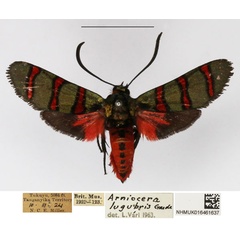/filer/webapps/moths/media/images/L/lugubris_Arniocera_A_NHMUK_03.jpg