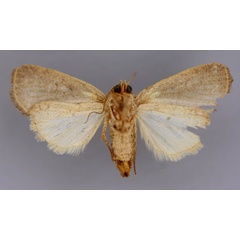 /filer/webapps/moths/media/images/S/scopsoides_Athetis_HT_RMCA_02.jpg