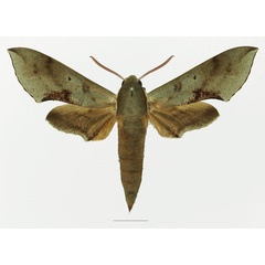 /filer/webapps/moths/media/images/R/rosae_Hippotion_AM_Basquin_01a.jpg