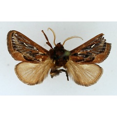 /filer/webapps/moths/media/images/L/lineata_Semyrilla_AM_TMSA_02.jpg