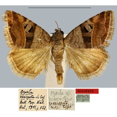 /filer/webapps/moths/media/images/V/variegata_Ozarba_HT_MNHN.jpg