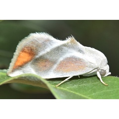 /filer/webapps/moths/media/images/P/piperitella_Neaxestis_A_Klimsab.jpg