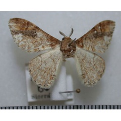 /filer/webapps/moths/media/images/S/spuria_Colocleora_A_Revell.jpg