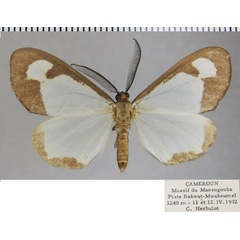 /filer/webapps/moths/media/images/B/bandajoma_Geodena_AM_ZSMa.jpg