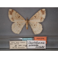 /filer/webapps/moths/media/images/O/ochracea_Zeuctoboarmia_A_RMCA_02.jpg