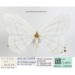 /filer/webapps/moths/media/images/I/instabilaria_Aploschema_A_MGCLa_01.JPG