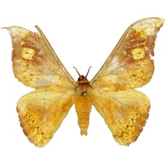 /filer/webapps/moths/media/images/N/nubilata_Goodia_AM_MCJM.jpg