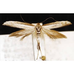 /filer/webapps/moths/media/images/A/albocanella_Scythris_HT_ZMUC.jpg