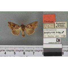 /filer/webapps/moths/media/images/P/porphyrea_Ctenoplusia_PTM_BMNH_02a.jpg