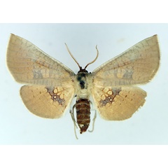 /filer/webapps/moths/media/images/P/pexa_Cecidothyris_AF_TMSA.jpg