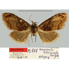 /filer/webapps/moths/media/images/A/alteroscota_Meganola_HT_MNHN.jpg