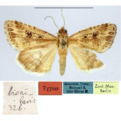 /filer/webapps/moths/media/images/B/biocularis_Raghuva_HT_ZMHB.jpg