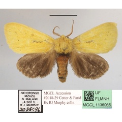 /filer/webapps/moths/media/images/T/tricolor_Antheua_A_MGCLa_01.JPG