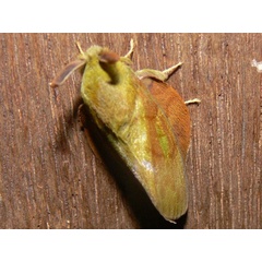 /filer/webapps/moths/media/images/H/heres_Lechriolepis_A_Goff_02.jpg