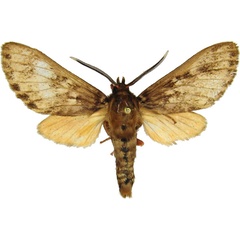 /filer/webapps/moths/media/images/F/ferrigera_Hippurarctia_AM_MCJM.jpg