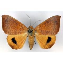 /filer/webapps/moths/media/images/K/klugii_Heliophisma_A_RMCA.jpg