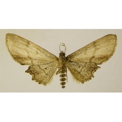 /filer/webapps/moths/media/images/R/ramecourti_Sesquialtera_HT_ZSMb.jpg