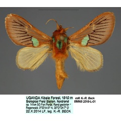 /filer/webapps/moths/media/images/M/meyi_Delorhachis_PTM_SMNS_04.jpg