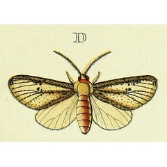 /filer/webapps/moths/media/images/L/lutea_Hyperythra_Cramer4_307_D.jpg