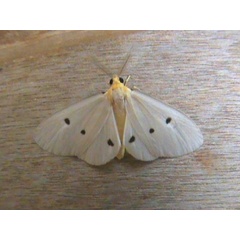 /filer/webapps/moths/media/images/O/orientis_Soloella_A_Guyonneta_01.jpg